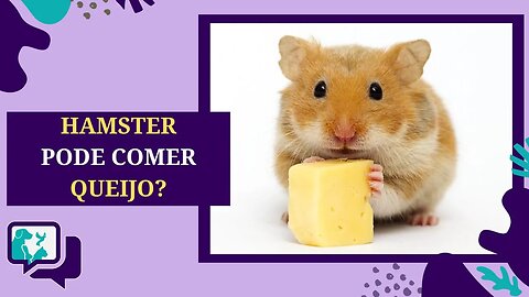 Hamster Pode Comer QUEIJO?