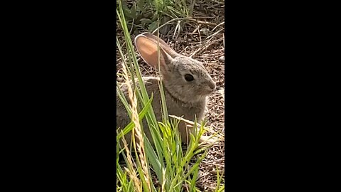 Little Wabbit