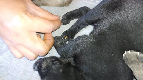 Adorable puppies are full of ticks and fleas, Volunteer lady remove tick by tweezer