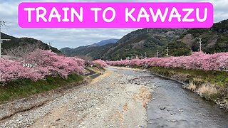 Going to see the Cherry Blossoms in Kawazu (河津桜）