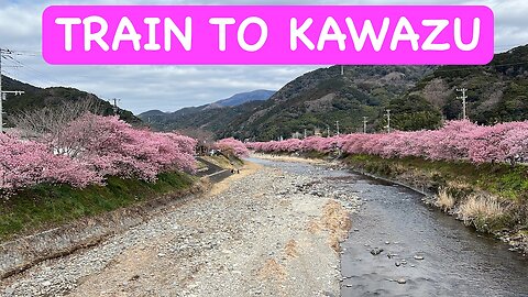 Going to see the Cherry Blossoms in Kawazu (河津桜）