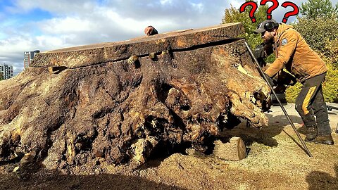 A shocking find in an ancient oak stump