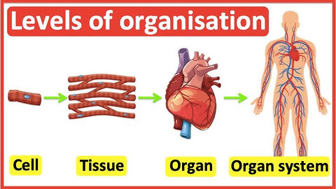 Organsis (formation of organs in humans)