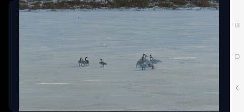 Ballet of Trumpeter Swans on Ice