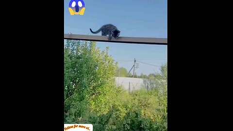 You will also be surprised to see the training of cats and children👌 trending video