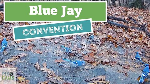 Blue Jay convention Wildlife Cam 2