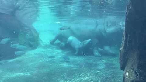 Fritz the hippo plays underwater at the Cincinnati Zoo's hippo cove