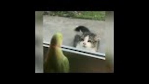 Funny Animal Videos Compilation Try Not To Laugh