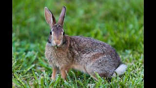 Rabbits playing in the park