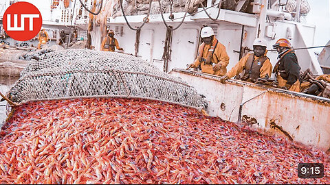 How shrimp 🦐 are caught