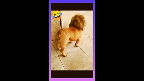 funny video of loin 😄😄🤣🤣😂😂😅😅😆😆
