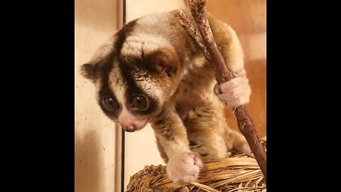 bitten by a slow loris