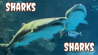 Sharks From Across the Country - Hammerheads & More