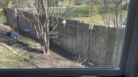 Tufted Titmouse Takes a Truckload!