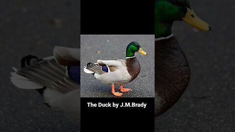 The Duck by J.M.Brady #life #satire #inspiration #humor