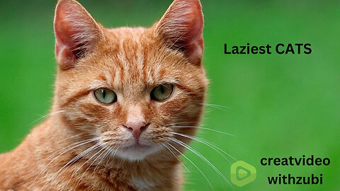 Laziest CATS
