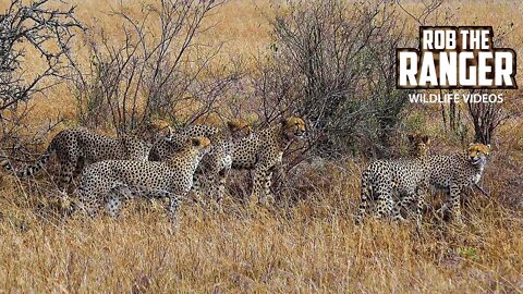 SIX CHEETAH In One Spot! | Tano Bora/Fast Five/Five Musketeers Flirting | Maasai Mara Safari