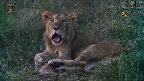 Daughters Of The Mapogo Lions - Rebuilding The Othawa Pride - 54: Two Selatis Babysitting