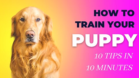 10 Dog Training Tricks in Just UNDER 5 minutes!