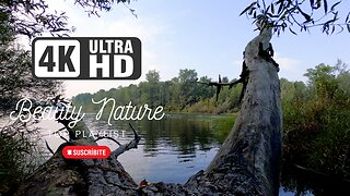 Nature Ambience Lake Forest Crow Sound