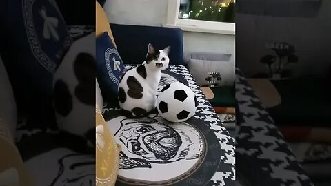 Best #Trending #Funny Video of Cats with football 😱