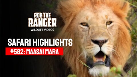 Safari Highlights #582: 31 December 2020 | Maasai Mara/Zebra Plains | Latest Wildlife Sightings