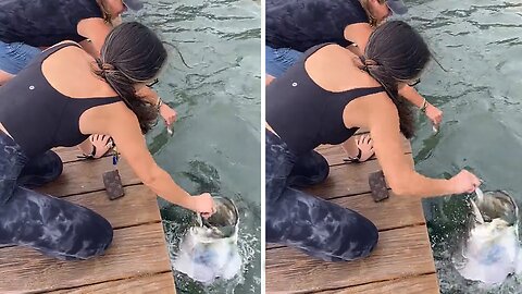 It's Always Risky When You Try To Hand-feed A Tarpon