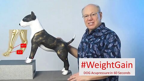 Pawsitive Wellness: Using Acupressure to Combat Canine Weight Gain
