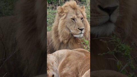 Maasai Mara Sightings Today 17/09/21 (Lions, Serval, Hippo, etc) | Zebra Plains | #shorts