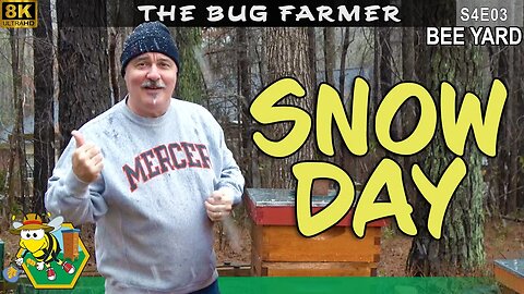 8K | Snow Day | Why I didn't go to Hive Life? #beekeeping #insects