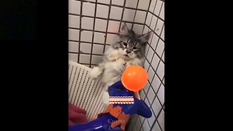 Cat Funny Video | Cat Scared from Toy.