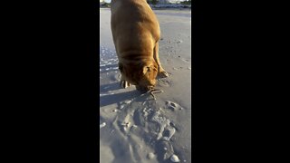 MASSIVE Pit Bull makes new star fish friend!! 🦁☺️