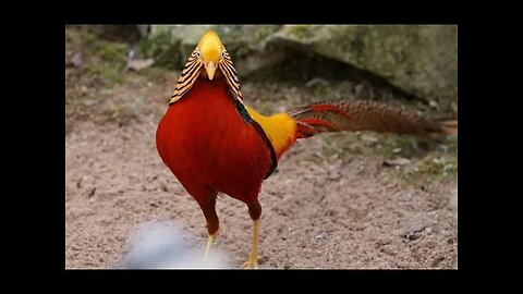 Meet Woodstock! Red Golden Pheasant