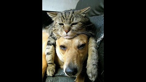Funniest Cats & Dogs