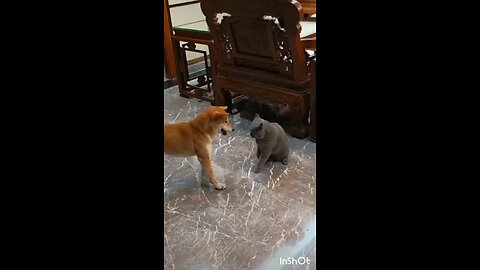 Dog vs cat