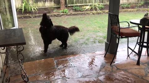 Samson the Newfoundland dog loving a California downpour!