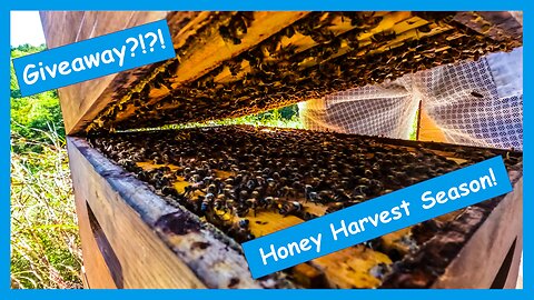 #12- Time for Honey Harvest! Possible Giveaway?