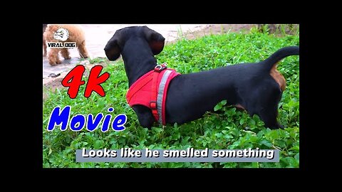 4k Quality Animal Movie - The Love Story Of Three Dogs At The Park | Viral Dog