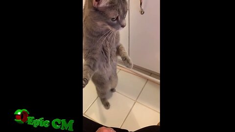 Funniest Cat Video Compilation #006