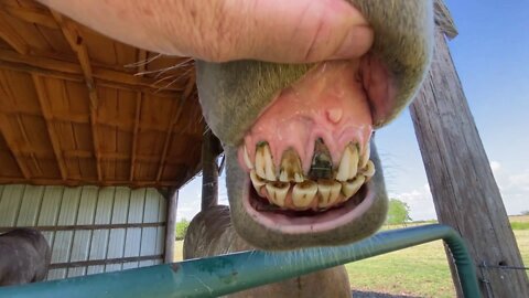 Getting Pasture Cut & Visiting Muddy Buddy On A Hot Texas Day