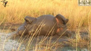 Rhino Rolled? White Rhinoceros Mud-Bath