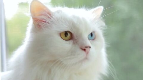 Cat video | world most beautiful cat 😍🐱 - viral