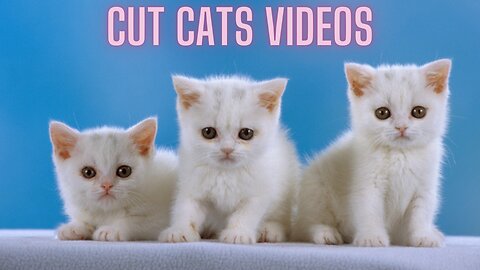 Cut Cat Videos