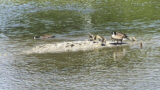 Canada Geese on the beach 😂