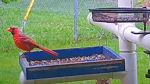 Florida Bird Feeder Live Camera HD