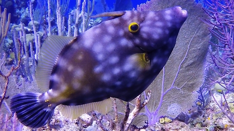 Strange fish dramatically changes color and spots