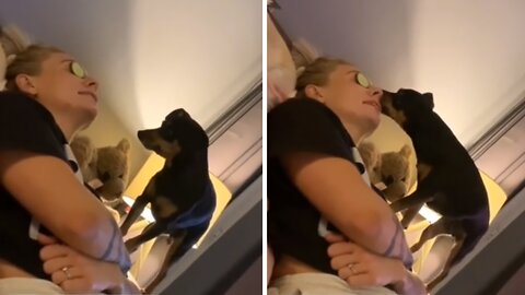 Sneaky Pup Shamelessly Steals Cucumber From Owner's Eyes