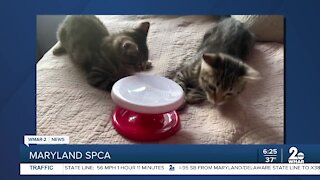 Weebles and Wobbles the cats are up for adoption at the Maryland SPCA