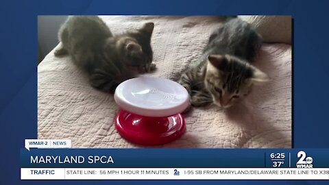Weebles and Wobbles the cats are up for adoption at the Maryland SPCA