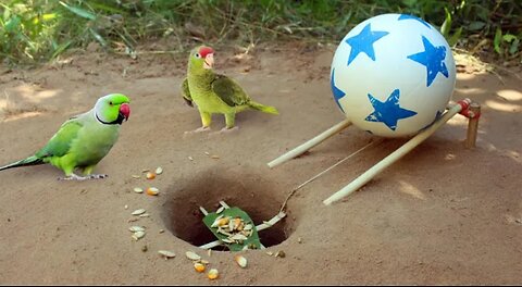 New Creative Unique Bird Trap Using Small Plastic Ball - Rolling Parrot Trap in Hole